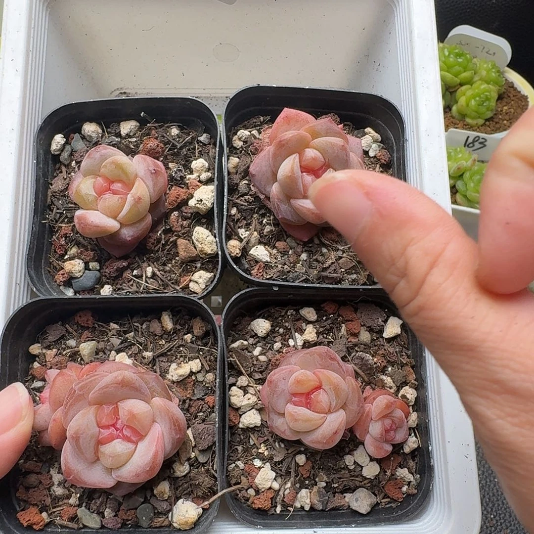 一物一拍一盒806-132