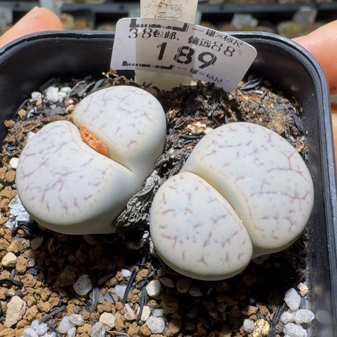 Ssss好便宜好便宜189