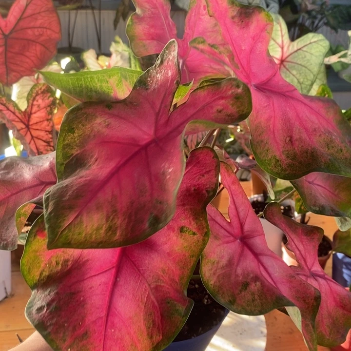 完全开放樱桃小丸子