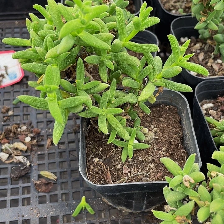 玉米枝干带盆土发货