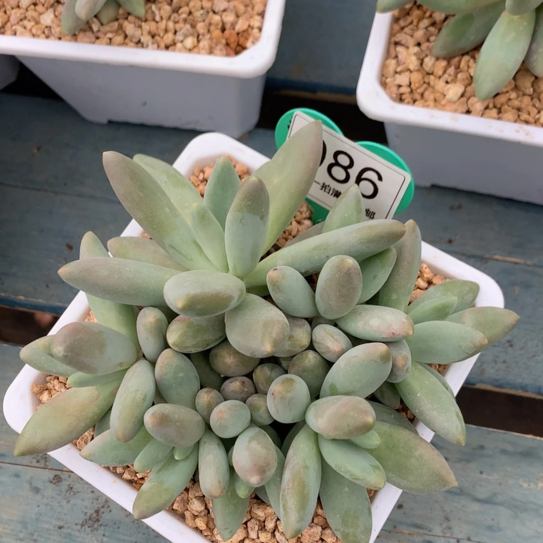 白兰地无砍平头7头086