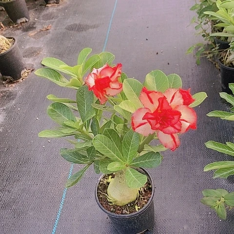 【闪购商品】无花朵芬***豆