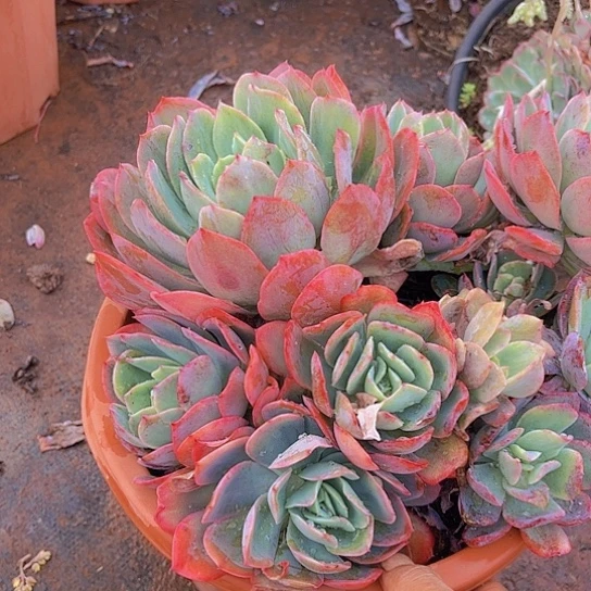 江*雨多肉植物。。。。。。。。。。。。。。。