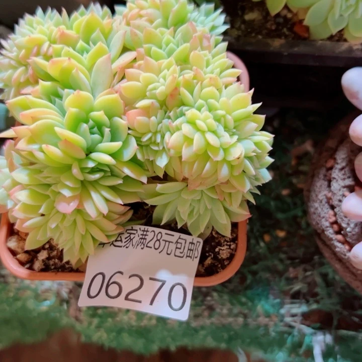 幸运儿的一个小秘密是