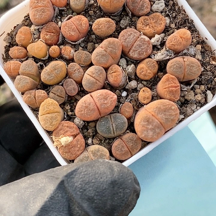 桃喜花园0117-12蛋糕风铃切糕