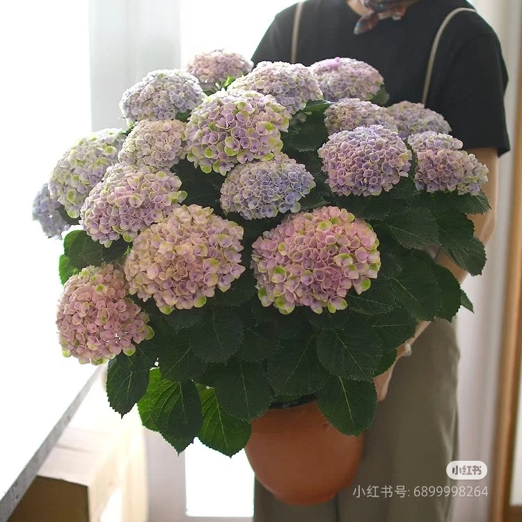 云南鲜花魔幻大理石绣球盆栽1.5加仑一盆(不售后)