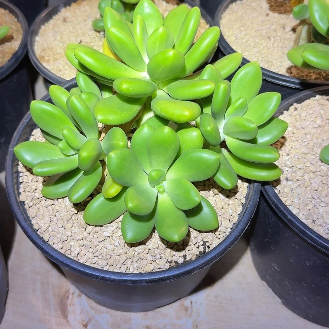 芒果奶整无砍群生多肉