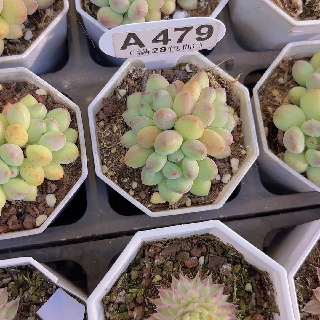 A479精灵奶一物一拍