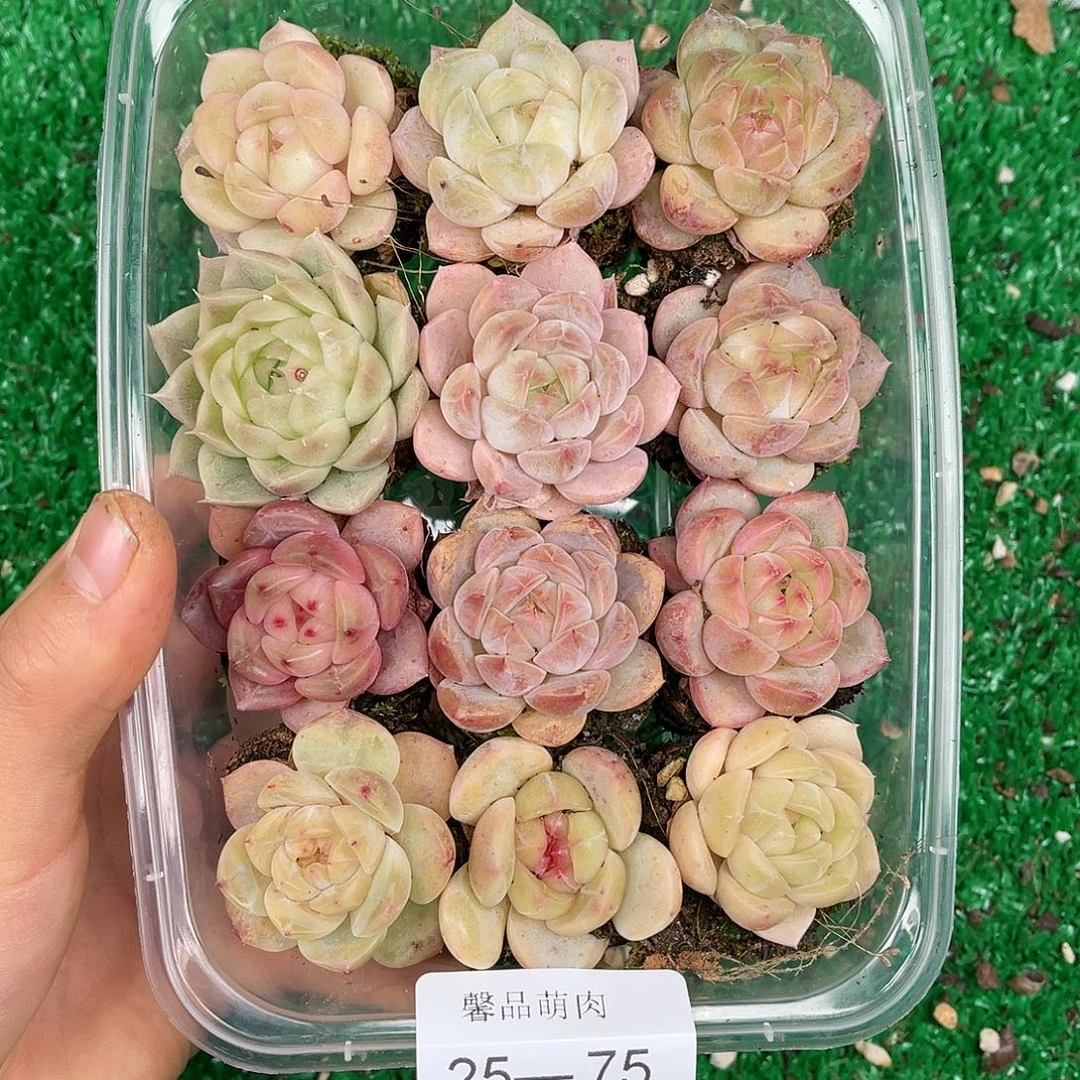 多肉一物一拍25-75