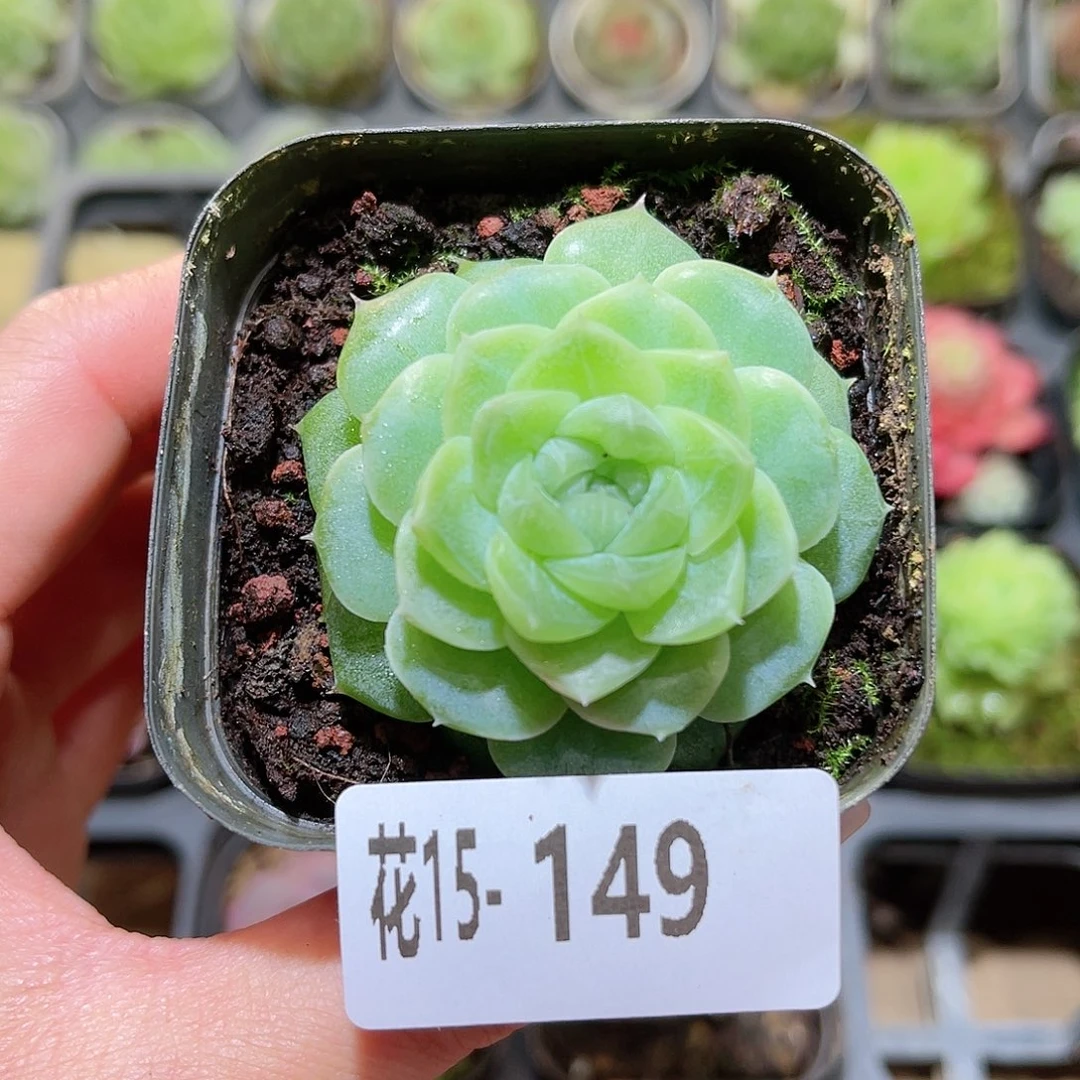 花利美15-149麦秆