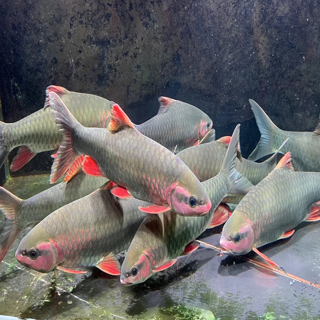 青竹鲤   原生鱼