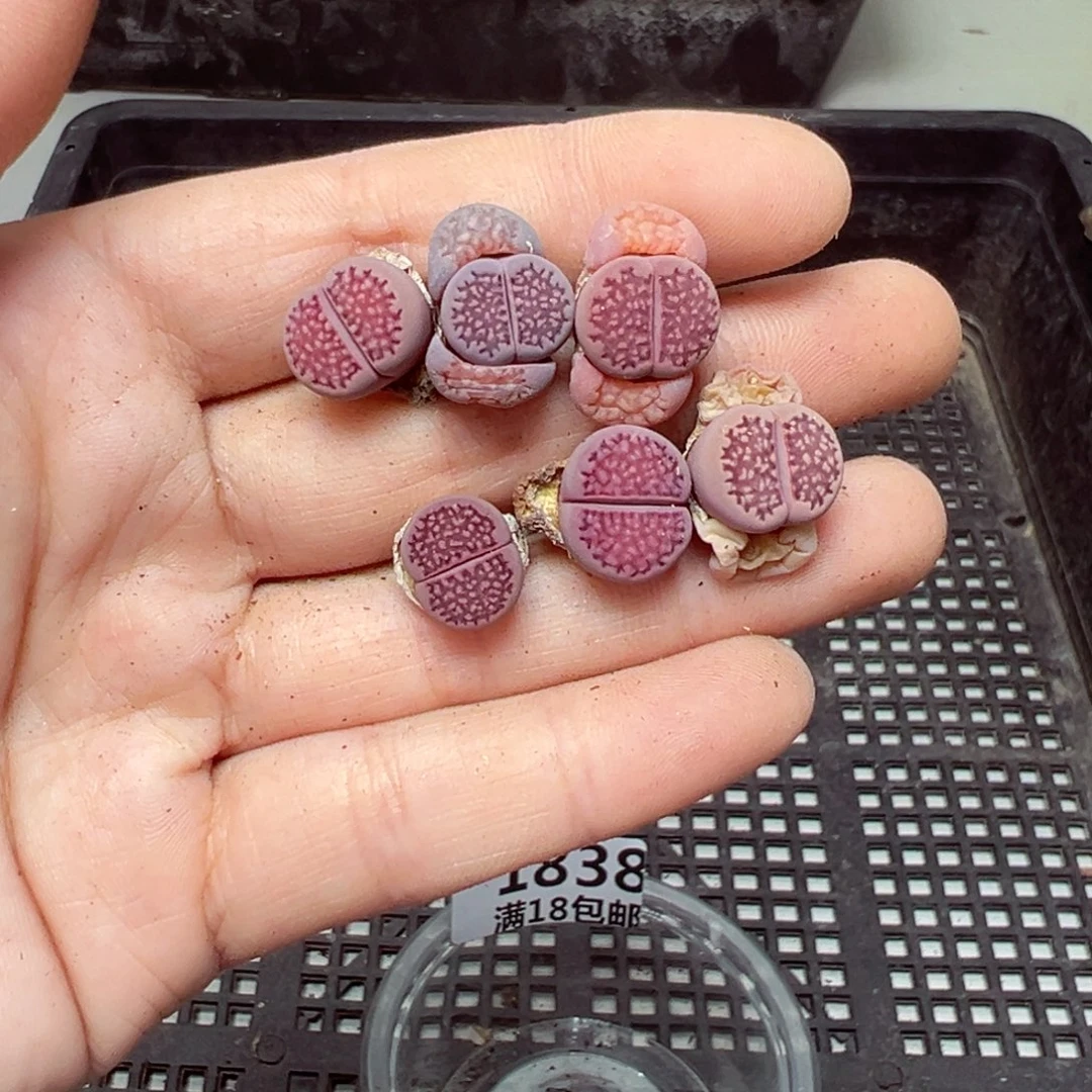 【闪购商品】1838……