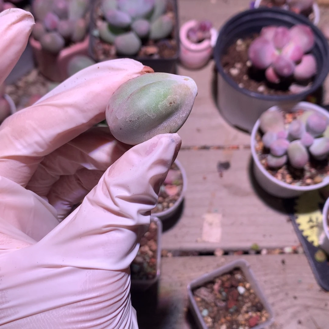 米可奶酪多肉石化锦叶片