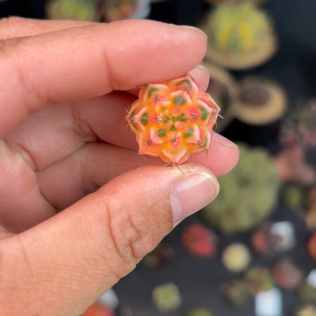 泰系米哈仙人球400