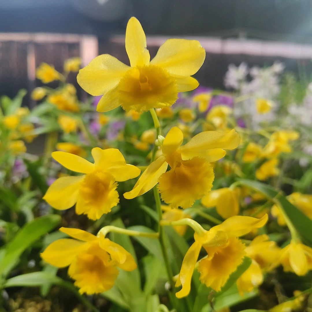 云南高原鼓槌石斛兰盆栽花卉绿植可食用