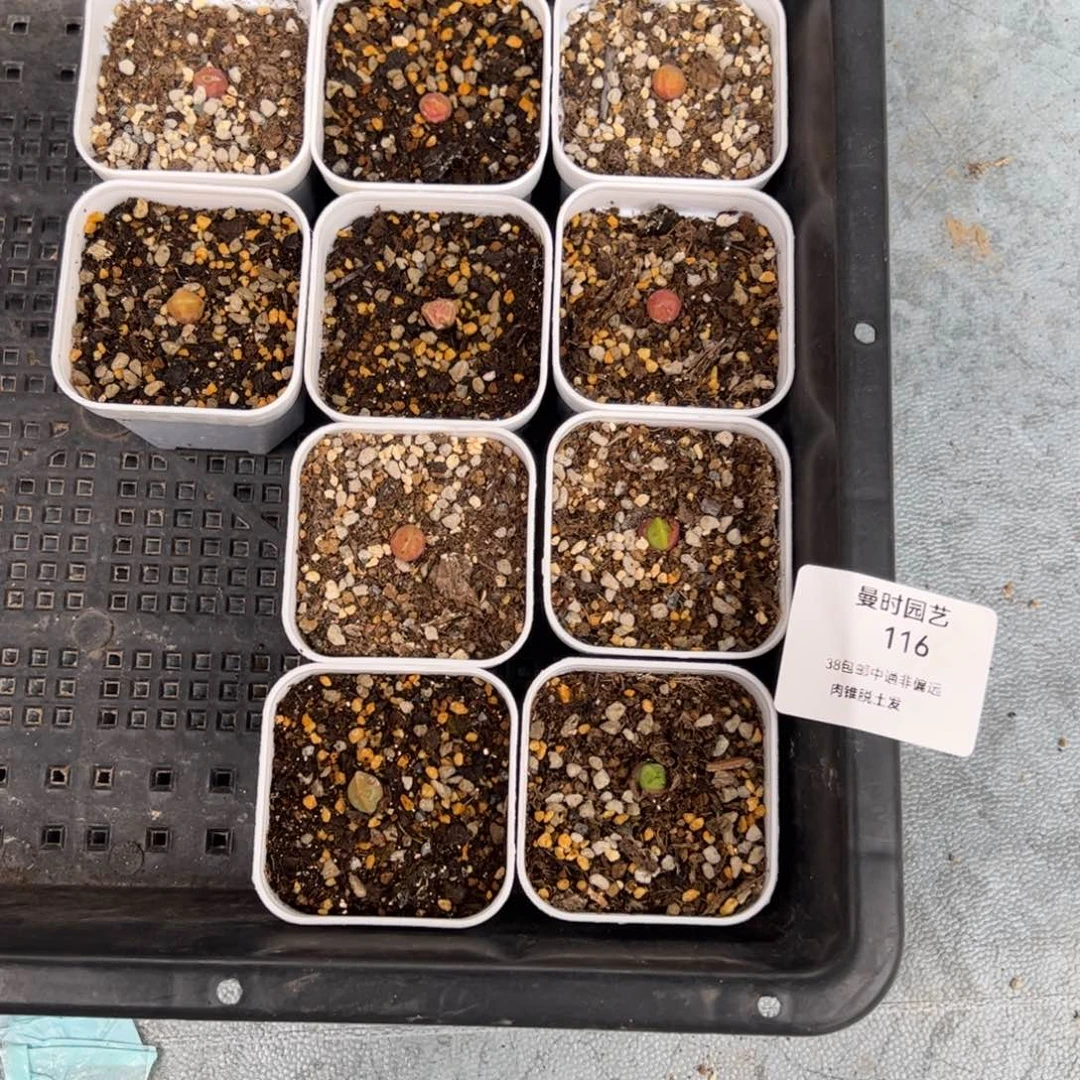 木*果116号小空蝉3.30多肉