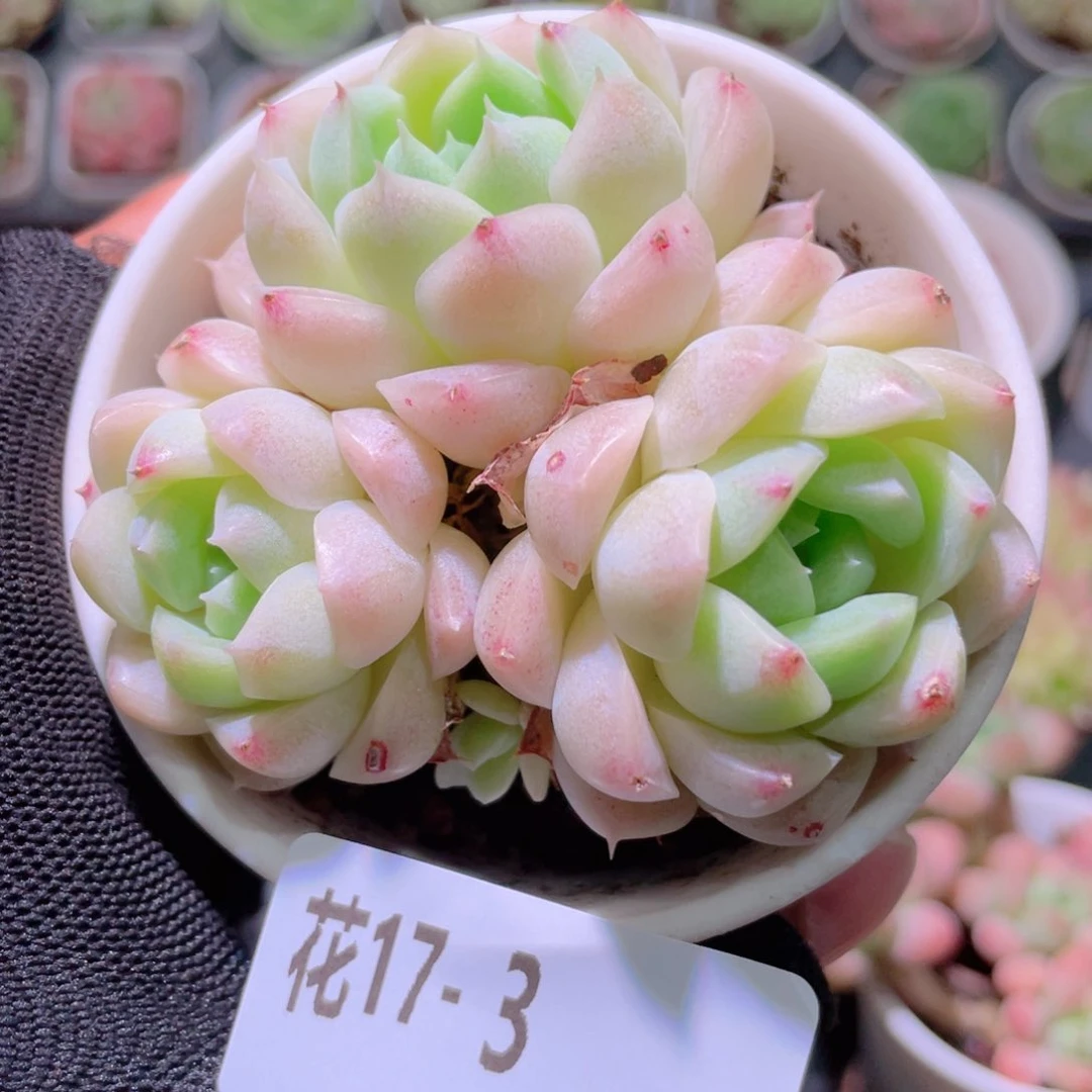 花利美17-3女王玫瑰