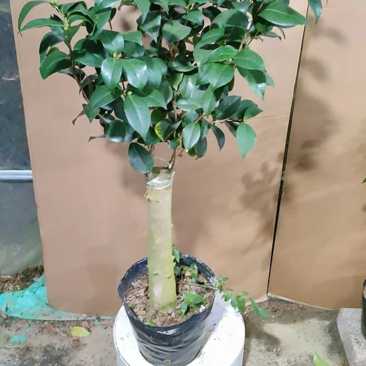 528不知名，原盆原土发货，不包邮