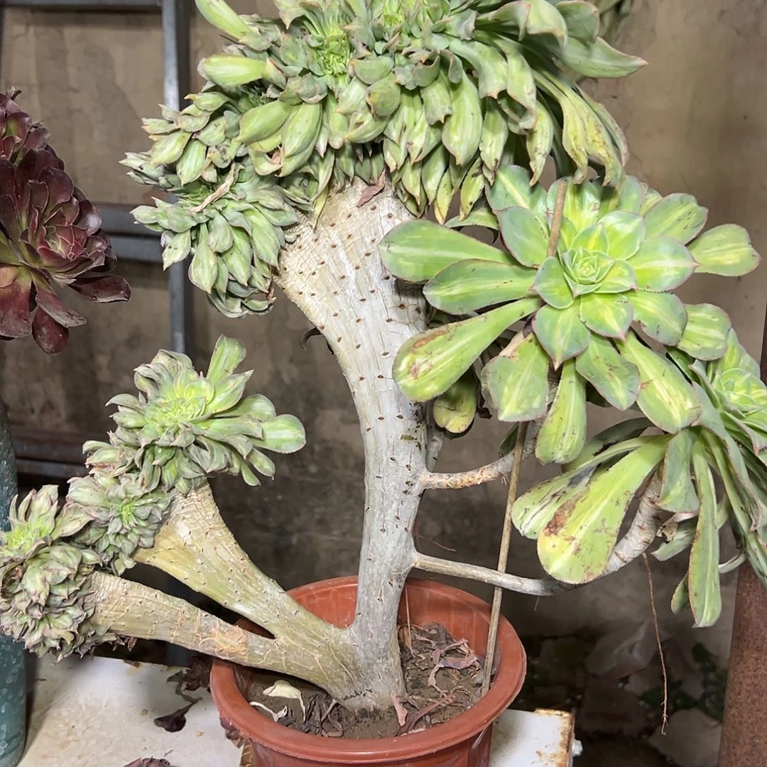 多119肉植物幻影缀花