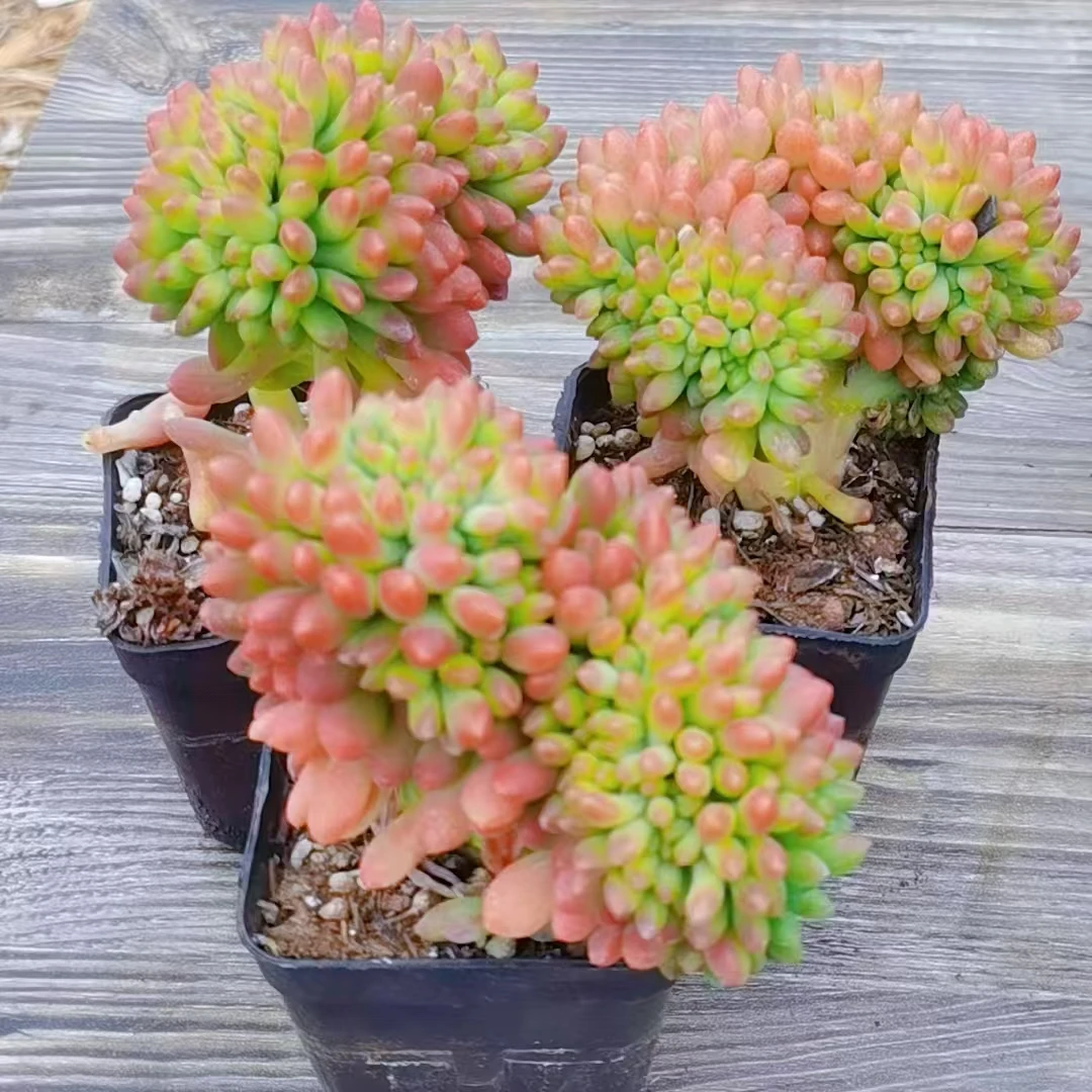 【春萌缀多肉 满9.9包邮 】阳台露台绿植栽种养护