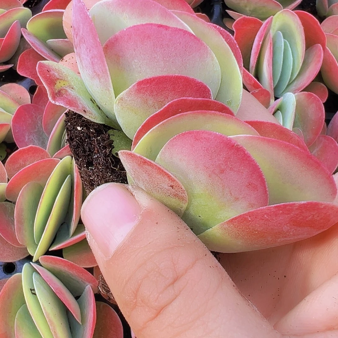 唐寅苗5颗19包邮多肉