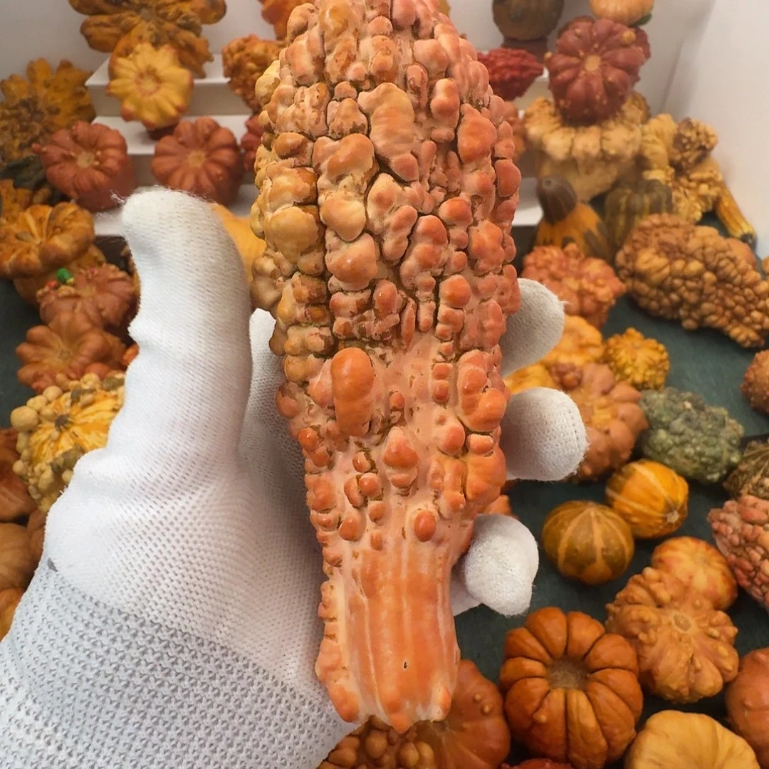 小***郎墨西哥葫芦疙瘩白菜