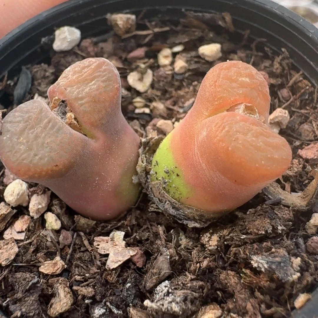 170带盆土发货0000