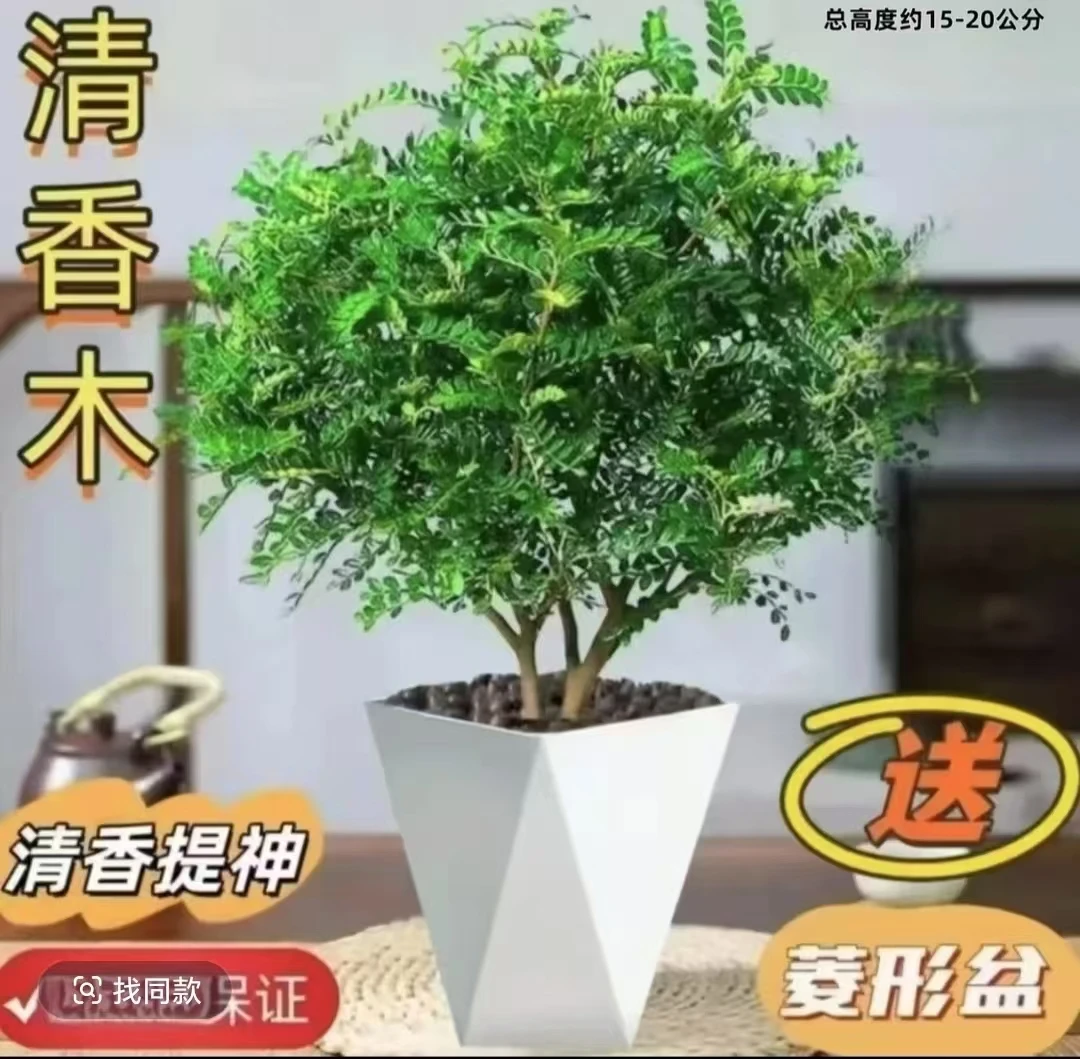 【清香木】驱蚊驱虫清香胡椒木盆栽绿植四季常青净化空气室内花卉