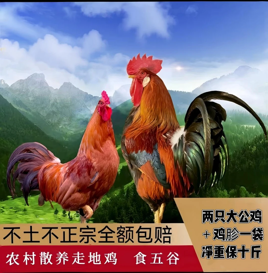 两只农村散养大公鸡＋一袋鸡胗共十斤（顺丰冷链）