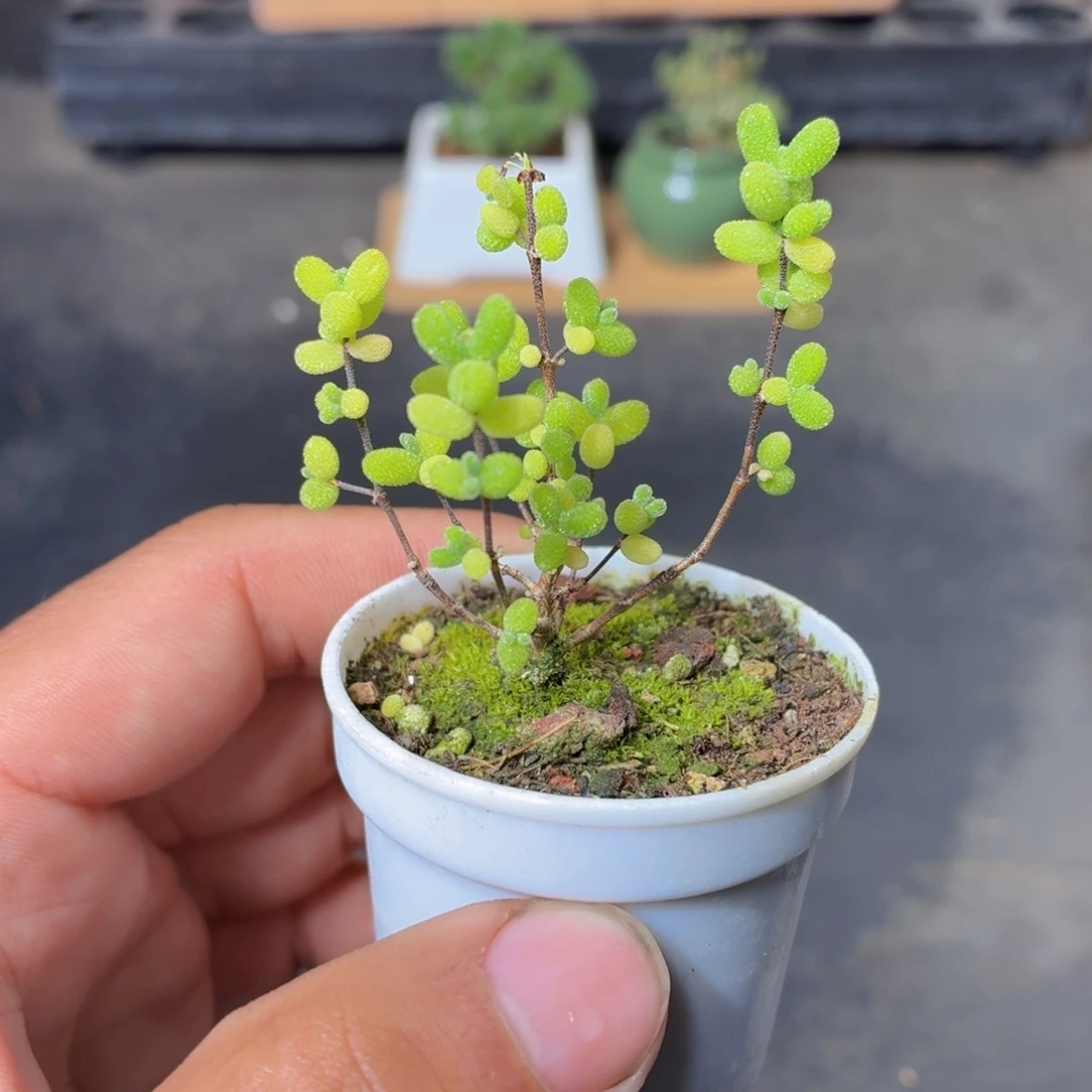小盆蜜橘糖球多肉9.9包邮发货