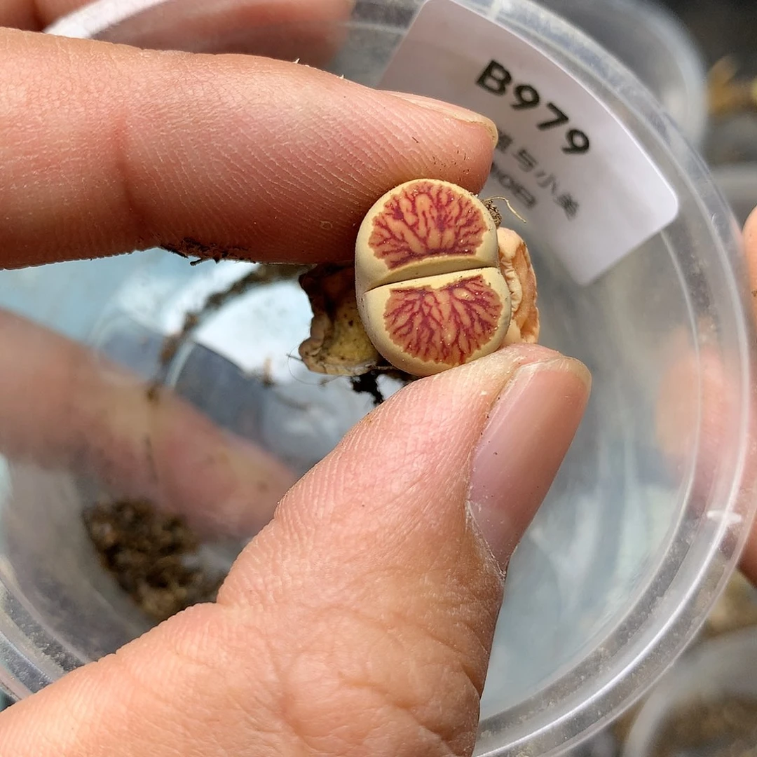 B979多肉植物保护