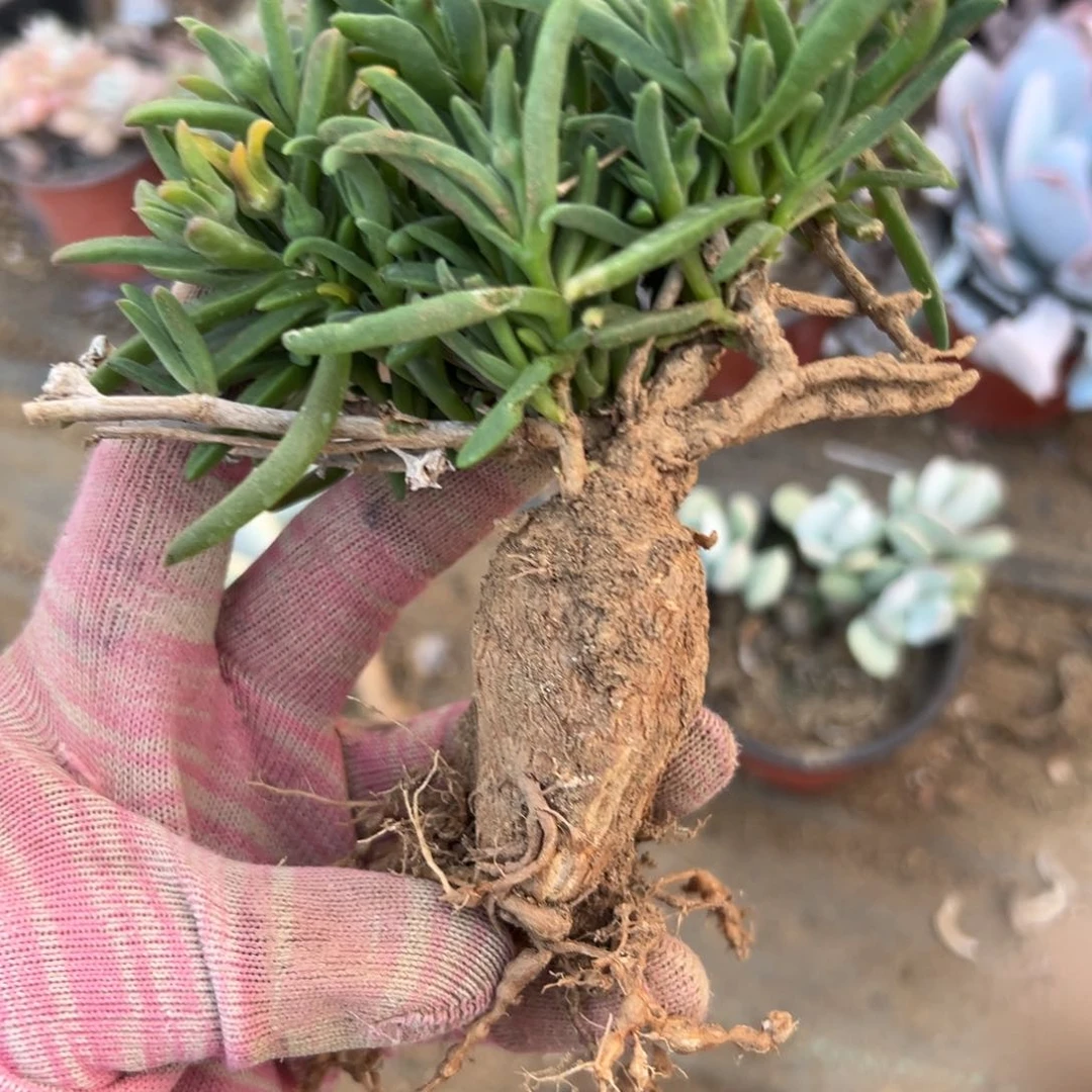 冰花父母肉亩中央音乐学院