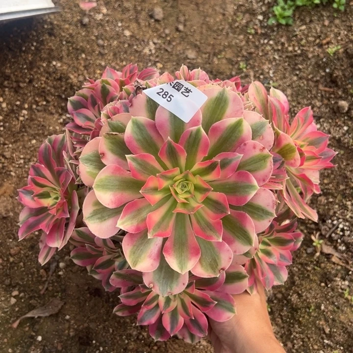 粉女巫大手捧多肉植物285