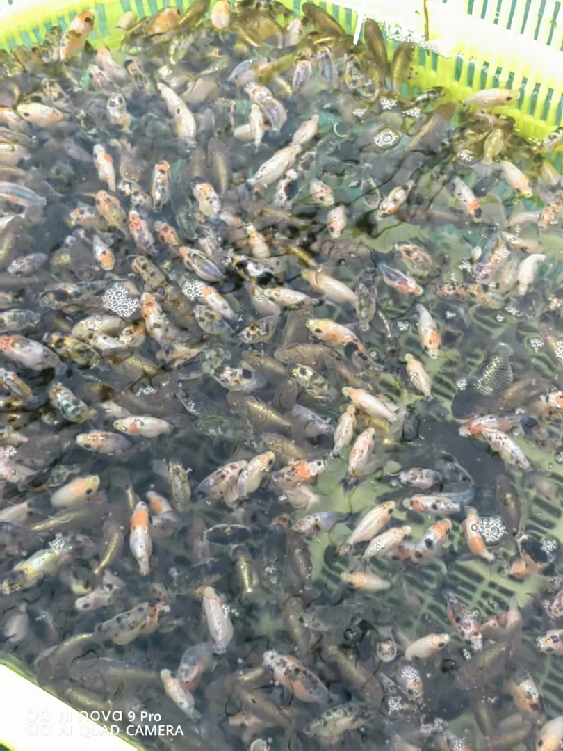 兰寿练手观赏鱼直播销售