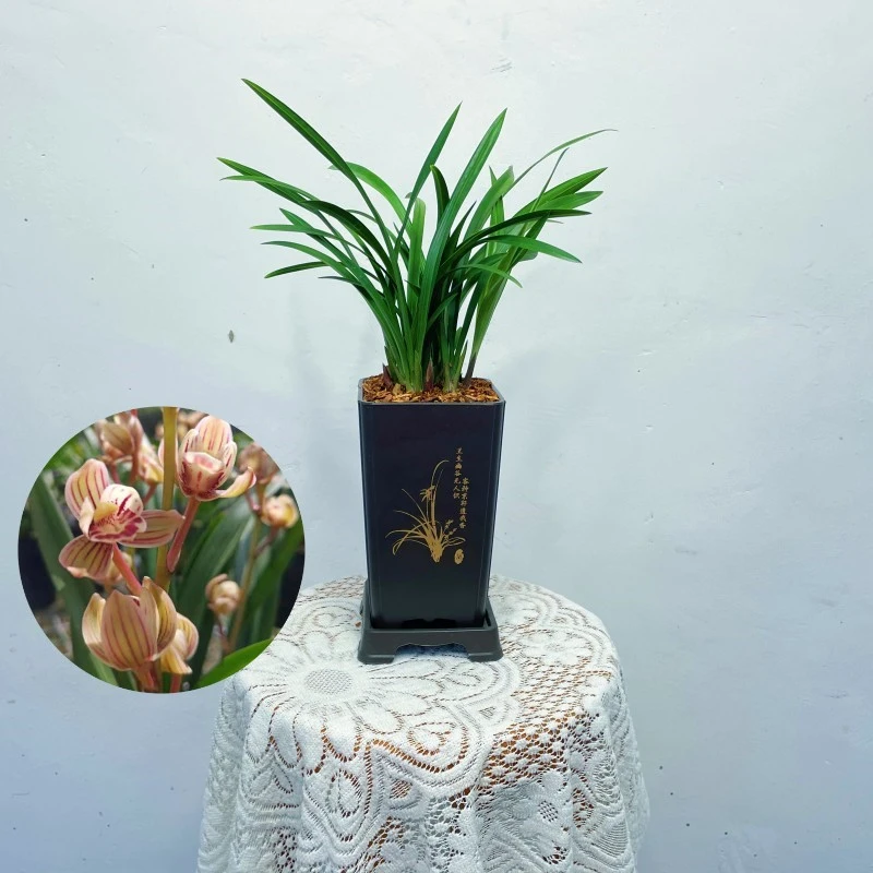 粉荷、建兰四季兰浓香型兰花苗好养勤花勤芽绿植盆栽