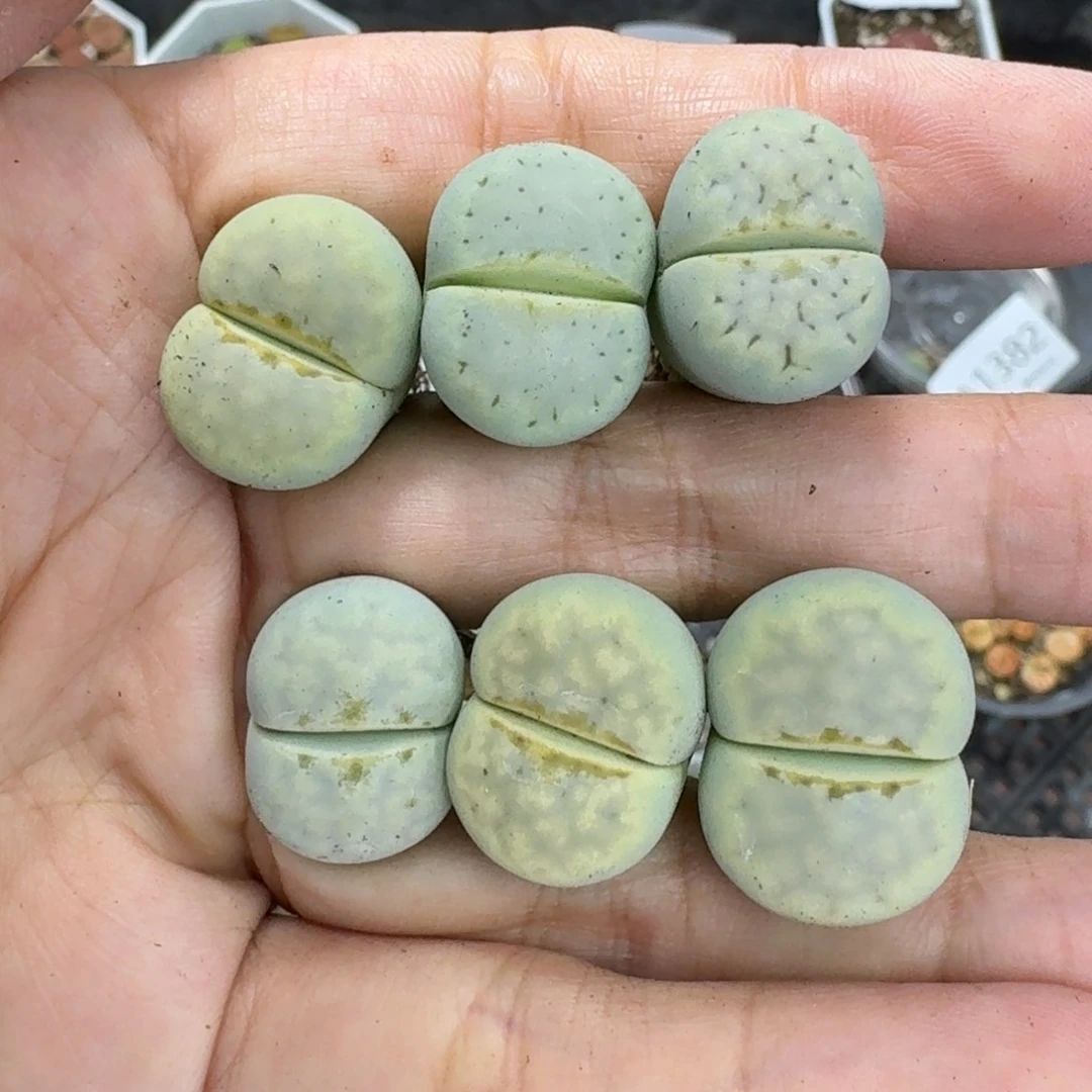 1335 生石花和肉锥