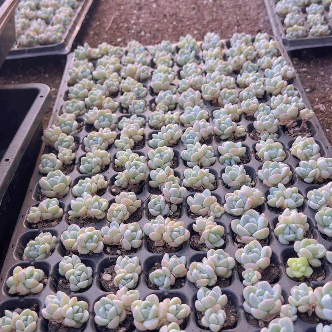 128颗双头及以上带桩奶油小脸奶油冰玉！！