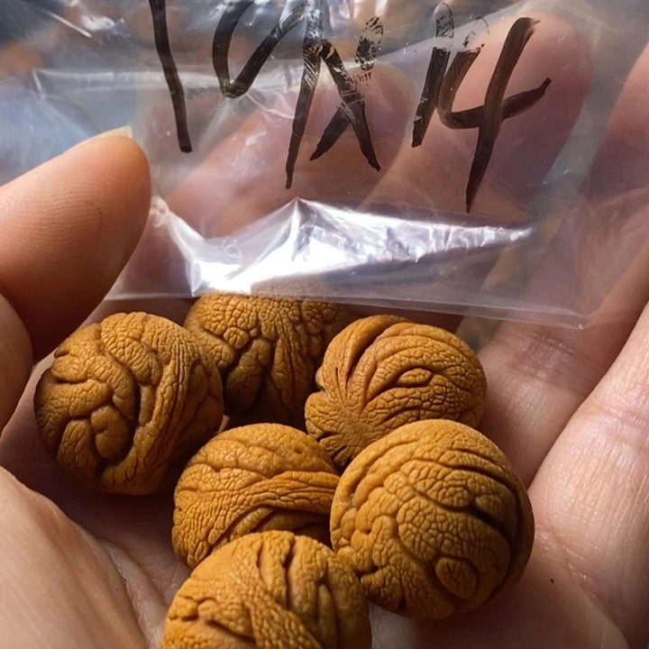文玩核桃手串秦岭野生龙纹桃核19