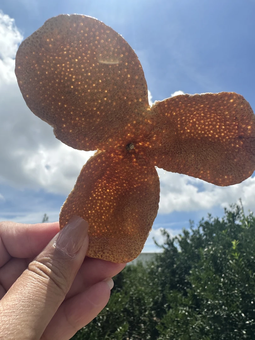 2024年东甲牛比围12年老树原枝大红新皮