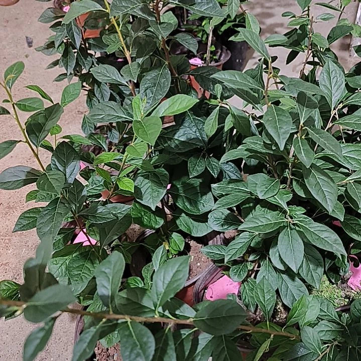 无花朵樱美人金弹子嫁接