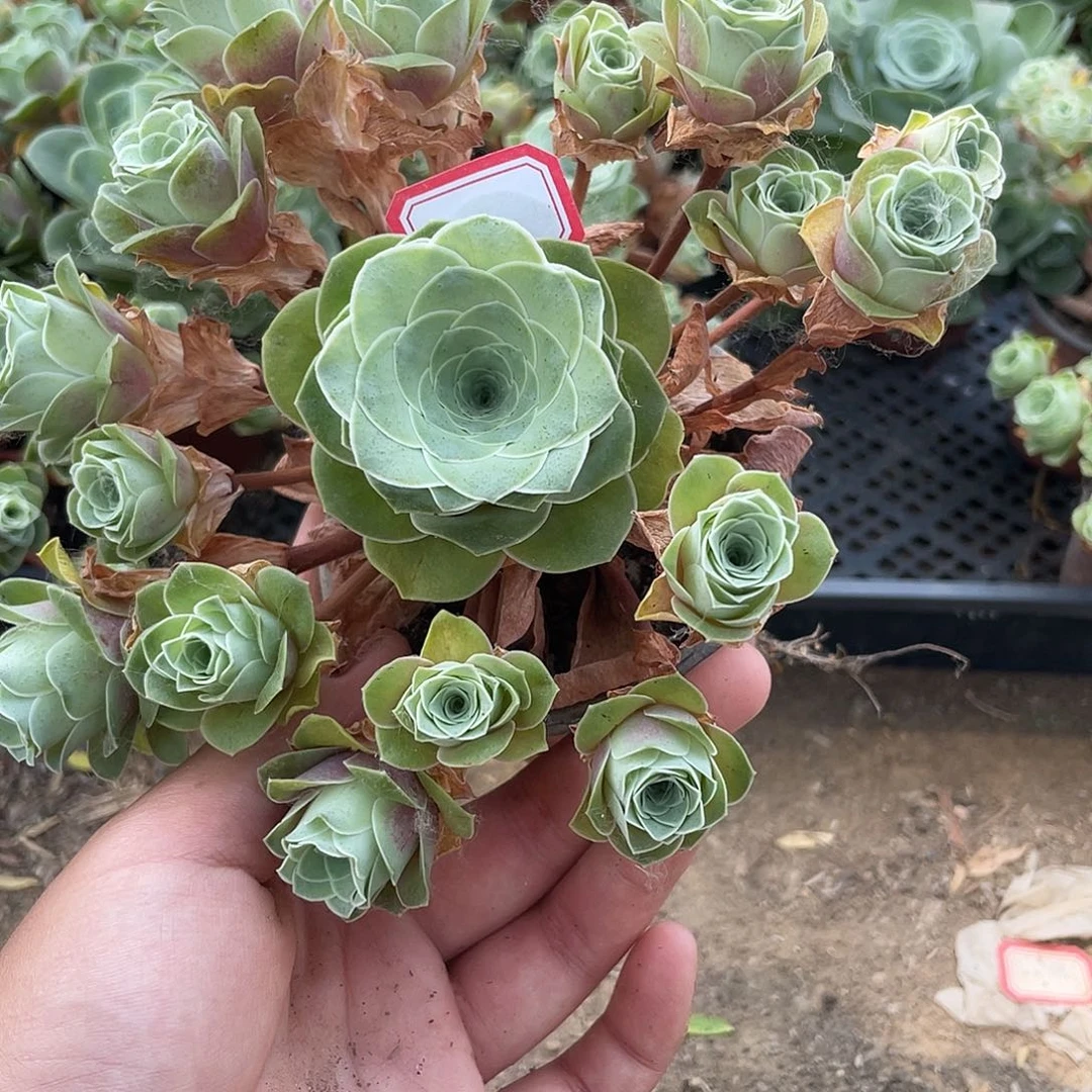 山地玫瑰多肉不售后 281