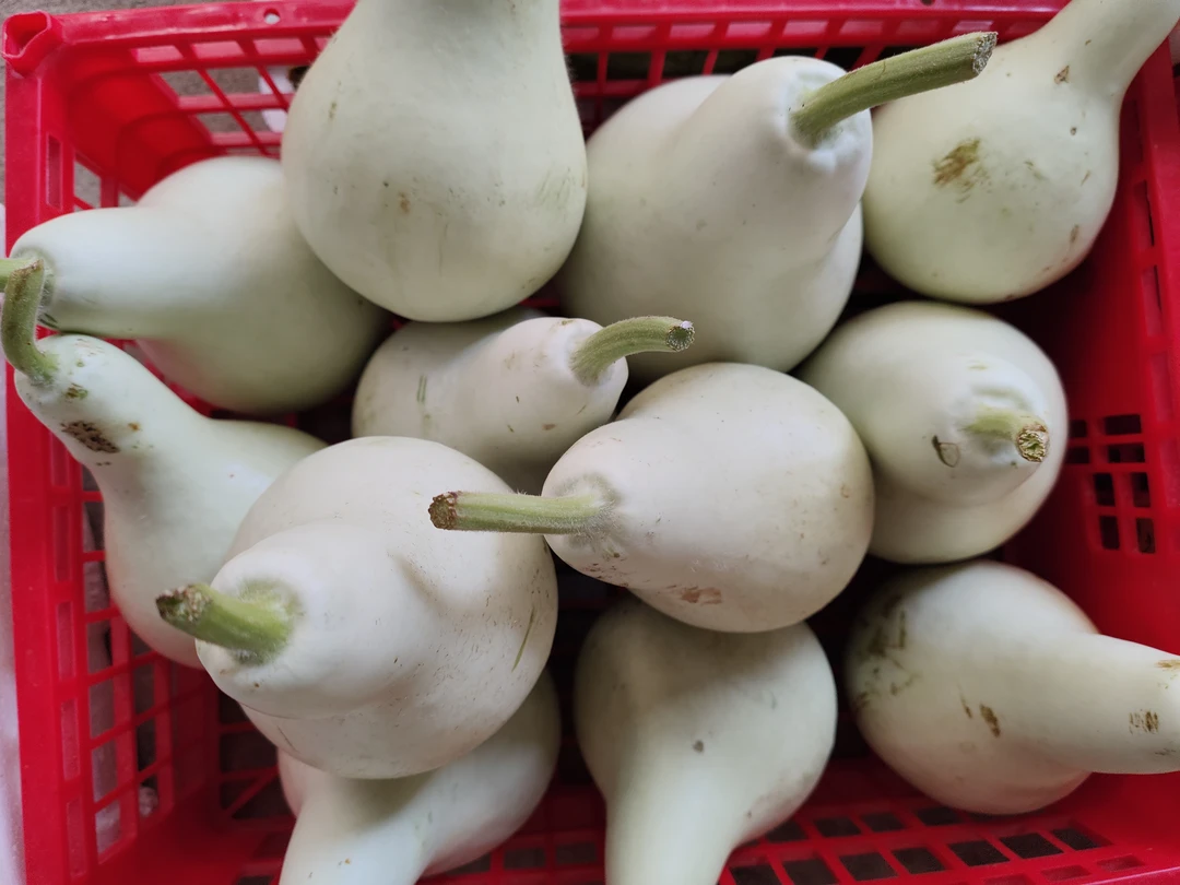 顺丰包邮石牌露天白葫芦