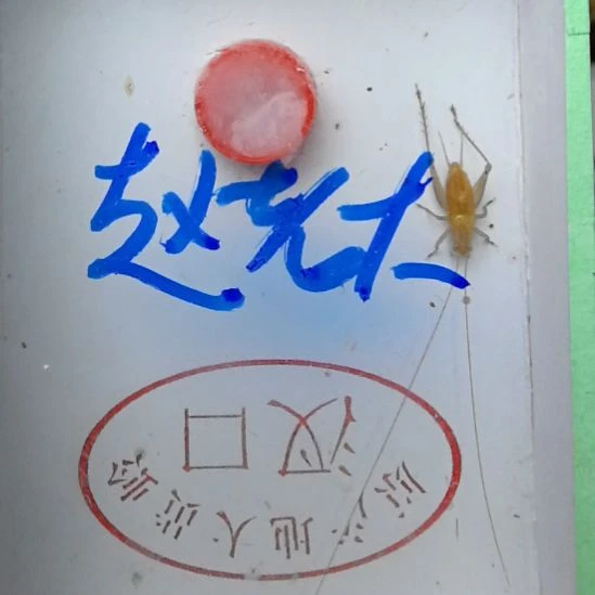 蟋蟀安徽大黄蛉呀中长一只