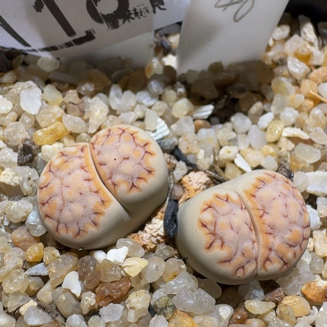 zzzz精品生石花肉锥1187