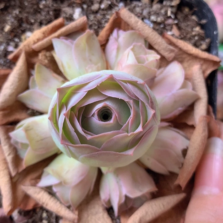 一物一拍星辰福利