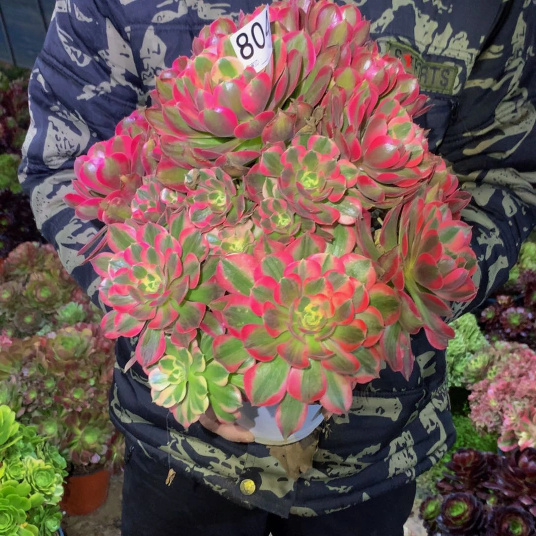 法师多肉植物804