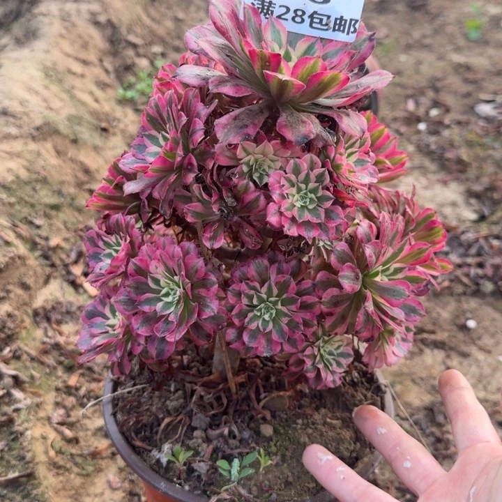 696二号棚妖装红铜壶D