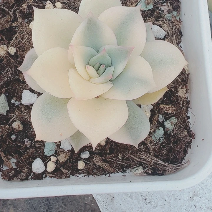 大*在多肉植物多肉植物