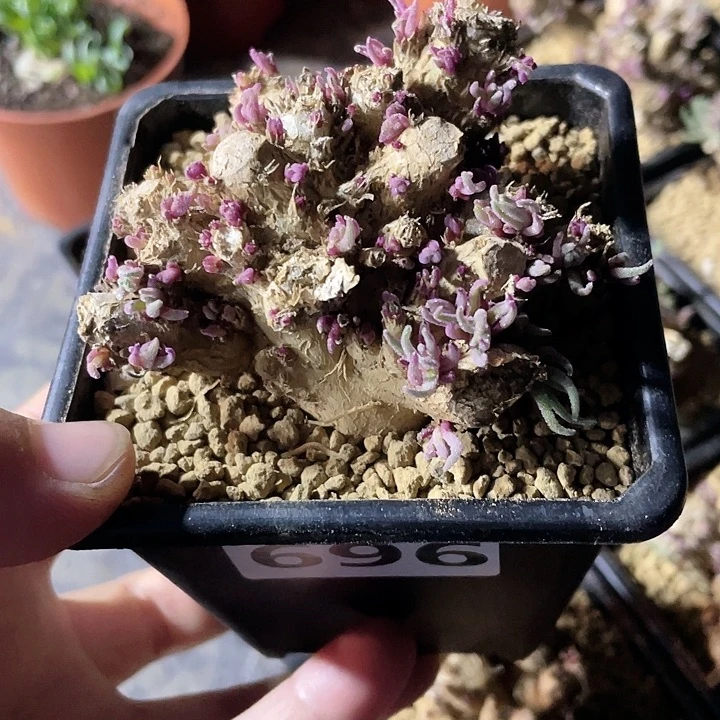 696精控大天赐块根