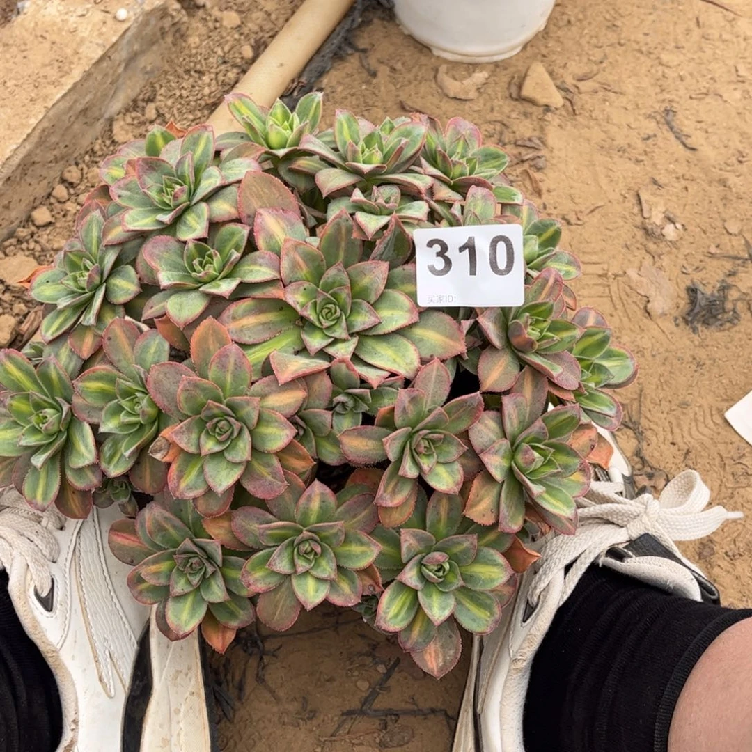 星辰310不包断枝的